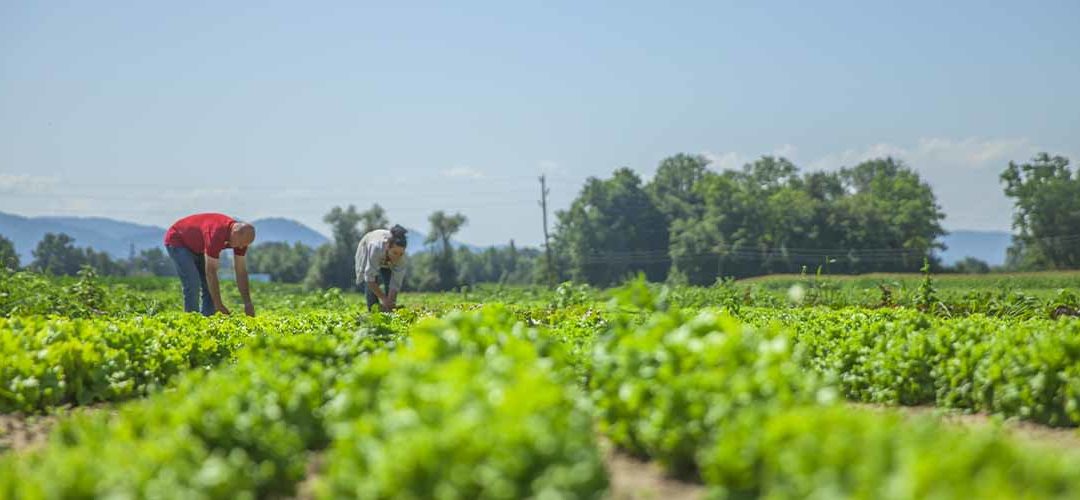 El sector agroalimentario aporta casi 100.000 millones de euros en 2021 a la economía española