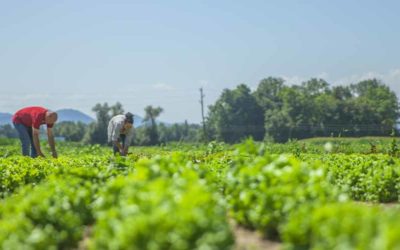 El sector agroalimentario aporta casi 100.000 millones de euros en 2021 a la economía española