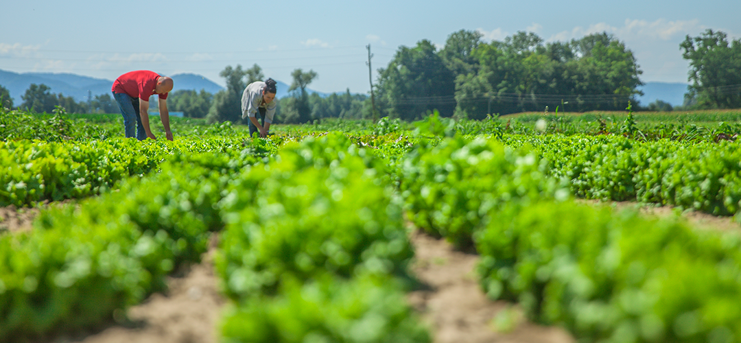 Agricultura sostenible y rentable: soluciones para el futuro