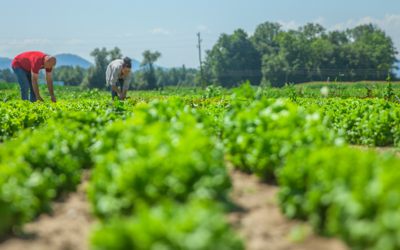 Agricultura sostenible y rentable: soluciones para el futuro