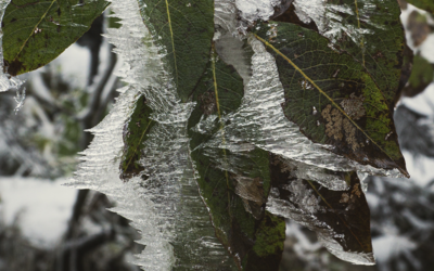 ¿Qué impacto tienen las heladas en la agricultura?