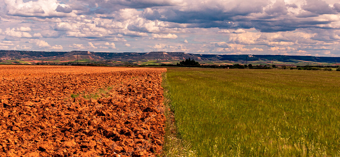 plantación_alt