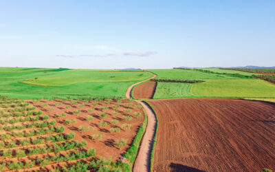 Agricultura tradicional vs agricultura ecológica