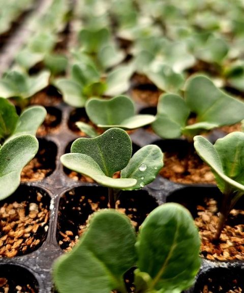 durabilidad_eficacia Plantas jóvenes sobre bandejas